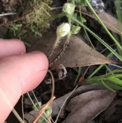 Cheilanthes distans at Garran, ACT - 24 Sep 2021