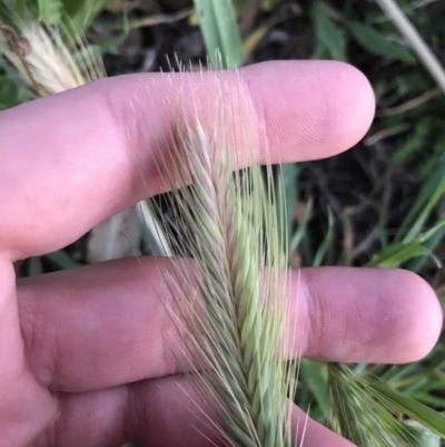 Hordeum leporinum (Barley Grass) at Hughes, ACT - 24 Sep 2021 by Tapirlord
