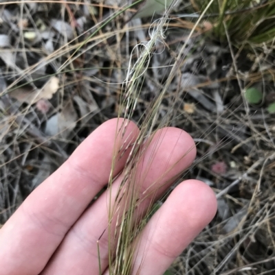 Austrostipa scabra (Corkscrew Grass, Slender Speargrass) at Hughes, ACT - 24 Sep 2021 by Tapirlord