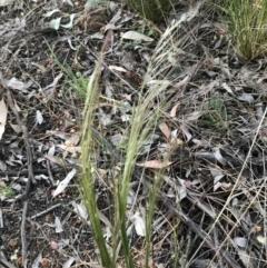 Austrostipa scabra at Hughes, ACT - 24 Sep 2021 05:55 PM