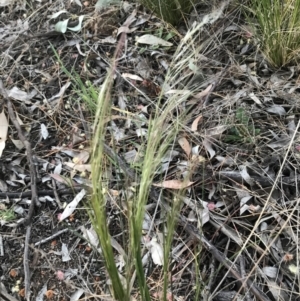 Austrostipa scabra at Hughes, ACT - 24 Sep 2021 05:55 PM