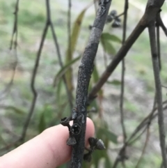 Eucalyptus nicholii at Hughes, ACT - 24 Sep 2021