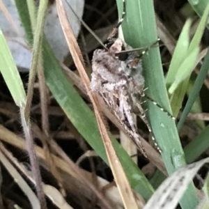 Agrotis munda at Garran, ACT - 24 Sep 2021