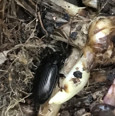 Harpalini sp. (tribe) (Harpaline carab beetle) at Garran, ACT - 24 Sep 2021 by Tapirlord