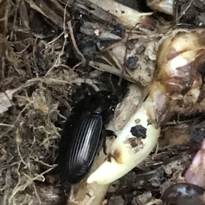 Harpalini (tribe) (Harpaline carab beetle) at Garran, ACT - 24 Sep 2021 by Tapirlord
