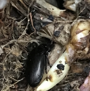 Harpalini sp. (tribe) at Garran, ACT - 24 Sep 2021 05:47 PM