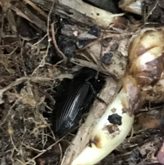 Harpalini sp. (tribe) at Garran, ACT - 24 Sep 2021