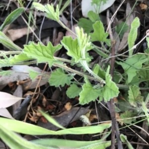 Convolvulus angustissimus subsp. angustissimus at Garran, ACT - 24 Sep 2021 05:45 PM