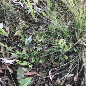 Convolvulus angustissimus subsp. angustissimus at Garran, ACT - 24 Sep 2021 05:45 PM