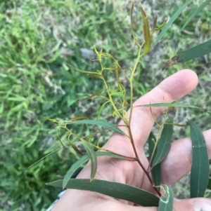 Eucalyptus elata at Garran, ACT - 24 Sep 2021 05:39 PM