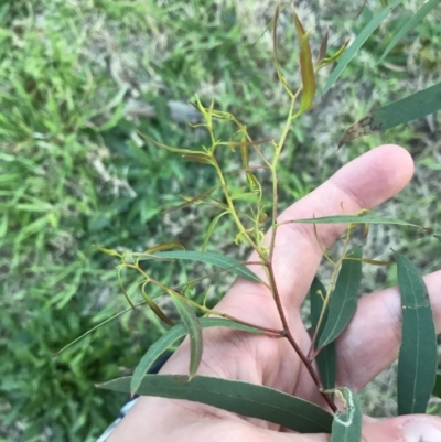 Eucalyptus elata (River Peppermint) at Garran, ACT - 24 Sep 2021 by Tapirlord