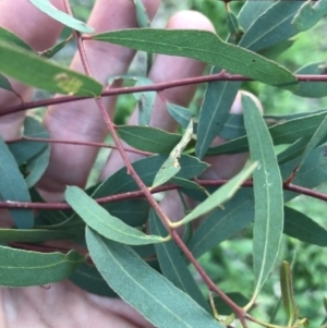 Eucalyptus elata at Garran, ACT - 24 Sep 2021 05:39 PM