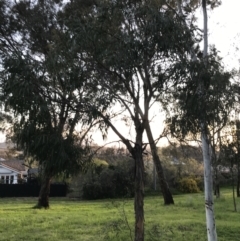 Eucalyptus elata at Garran, ACT - 24 Sep 2021