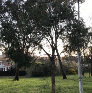 Eucalyptus elata at Garran, ACT - 24 Sep 2021