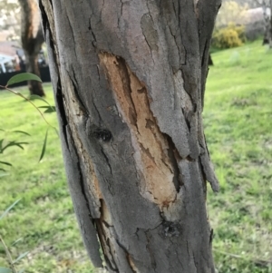 Eucalyptus elata at Garran, ACT - 24 Sep 2021