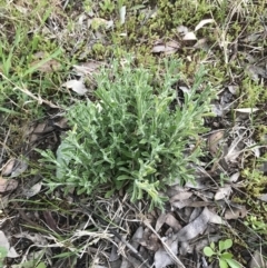 Vittadinia cuneata var. cuneata (Fuzzy New Holland Daisy) at Garran, ACT - 24 Sep 2021 by Tapirlord