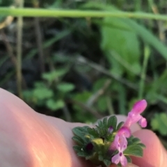 Lamium amplexicaule (Henbit, Dead Nettle) at Garran, ACT - 24 Sep 2021 by Tapirlord