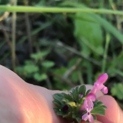 Lamium amplexicaule (Henbit, Dead Nettle) at Garran, ACT - 24 Sep 2021 by Tapirlord