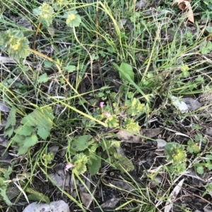 Lamium amplexicaule at Garran, ACT - 24 Sep 2021 05:35 PM