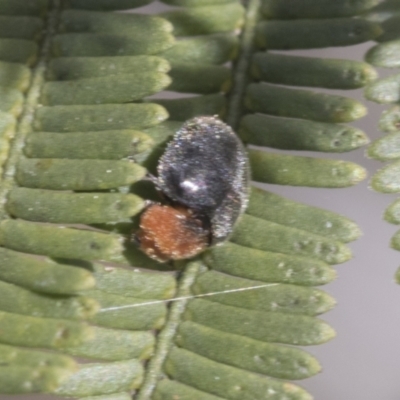 Cryptolaemus montrouzieri (Mealybug ladybird) at Bruce Ridge to Gossan Hill - 27 Sep 2021 by AlisonMilton