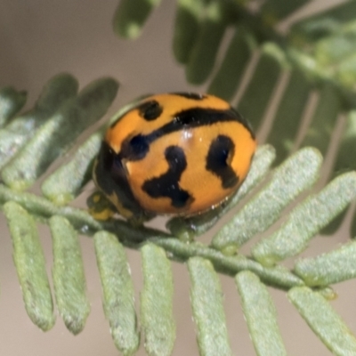 Coccinella transversalis (Transverse Ladybird) at Bruce Ridge to Gossan Hill - 27 Sep 2021 by AlisonMilton