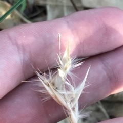 Rytidosperma sp. at Garran, ACT - 24 Sep 2021