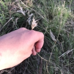 Rytidosperma sp. at Garran, ACT - 24 Sep 2021 05:15 PM