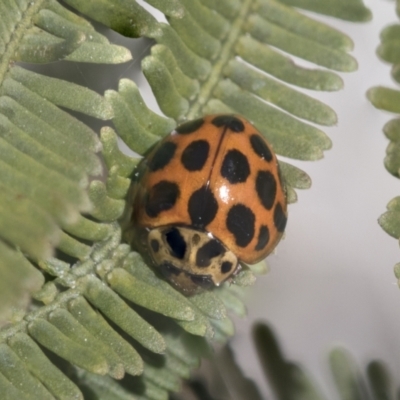 Harmonia conformis (Common Spotted Ladybird) at Bruce Ridge to Gossan Hill - 27 Sep 2021 by AlisonMilton