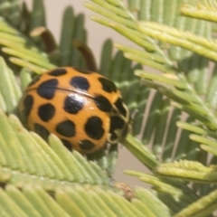 Harmonia conformis at Bruce, ACT - 27 Sep 2021