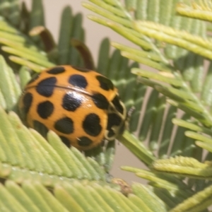 Harmonia conformis at Bruce, ACT - 27 Sep 2021