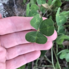 Trifolium repens (White Clover) at Garran, ACT - 24 Sep 2021 by Tapirlord