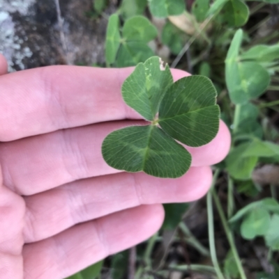 Trifolium repens (White Clover) at Garran, ACT - 24 Sep 2021 by Tapirlord