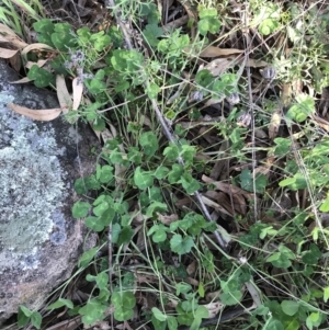 Trifolium repens at Garran, ACT - 24 Sep 2021 05:15 PM