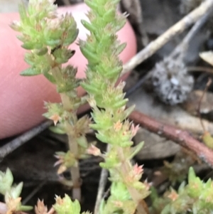 Crassula sieberiana at Garran, ACT - 24 Sep 2021 05:14 PM