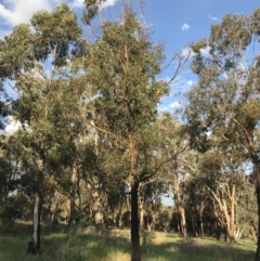 Eucalyptus elata (River Peppermint) at Garran, ACT - 24 Sep 2021 by Tapirlord