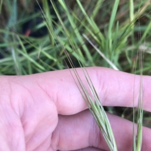 Bromus diandrus at Garran, ACT - 24 Sep 2021