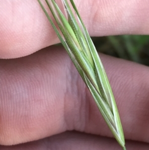 Bromus diandrus at Garran, ACT - 24 Sep 2021