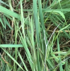 Bromus diandrus at Garran, ACT - 24 Sep 2021