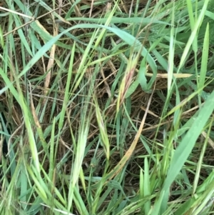 Bromus diandrus at Garran, ACT - 24 Sep 2021