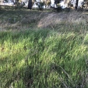 Bromus diandrus at Garran, ACT - 24 Sep 2021