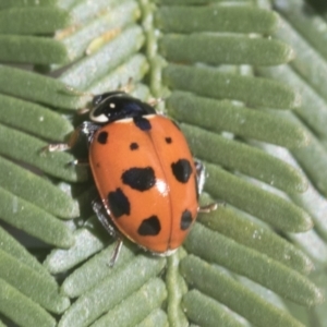 Hippodamia variegata at Bruce, ACT - 27 Sep 2021 10:21 AM