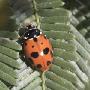 Hippodamia variegata at Bruce, ACT - 27 Sep 2021 10:21 AM