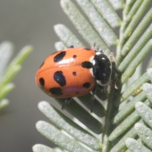 Hippodamia variegata at Bruce, ACT - 27 Sep 2021 10:21 AM