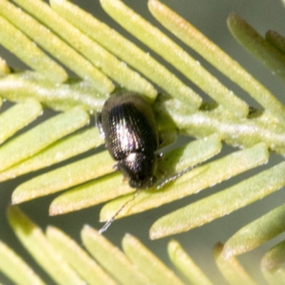 Alticini (tribe) (Unidentified flea beetle) at Bruce Ridge to Gossan Hill - 27 Sep 2021 by AlisonMilton