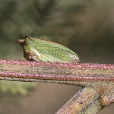 Sextius virescens (Acacia horned treehopper) at Bruce Ridge to Gossan Hill - 27 Sep 2021 by AlisonMilton