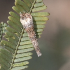 Lepidoscia (genus) IMMATURE (Unidentified Cone Case Moth larva, pupa, or case) at Bruce, ACT - 27 Sep 2021 by AlisonMilton