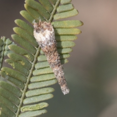 Conoeca or Lepidoscia (genera) IMMATURE (Unidentified Cone Case Moth larva, pupa, or case) at Bruce, ACT - 27 Sep 2021 by AlisonMilton