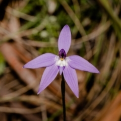 Glossodia major (Wax Lip Orchid) at Molonglo Valley, ACT - 28 Sep 2021 by Roger