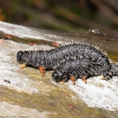 Perga sp. (genus) (Sawfly or Spitfire) at Molonglo Valley, ACT - 28 Sep 2021 by Roger