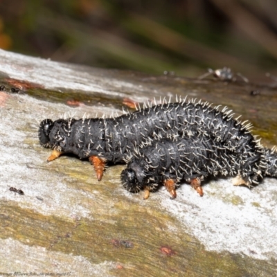 Perga sp. (genus) (Sawfly or Spitfire) at Molonglo Valley, ACT - 28 Sep 2021 by Roger